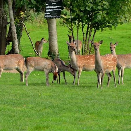 אתר נופש Waterford Castle & Golf Ballinakill (Galway)