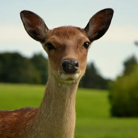 Waterford Castle & Golf Ballinakill (Galway)