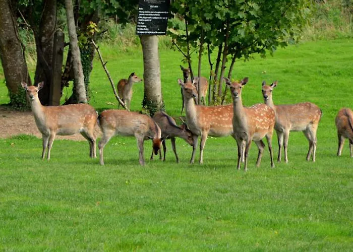 리조트 워터포드 캐슬 호텔&골프 Ballinakill (Galway)